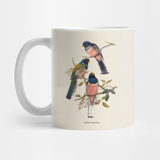 Blue-crowned Trogon Antique Naturalist Illustration Mug